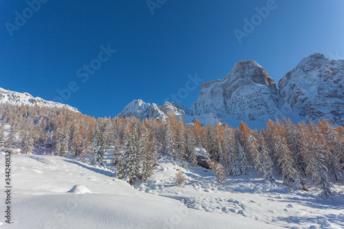 Autumn-colored larch forest in front of the snow-capped Monte Pelmo, Dolomites, Italy