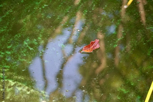 leaf in water