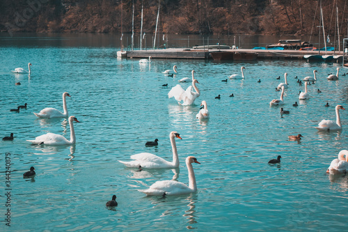 Swans and ducks
