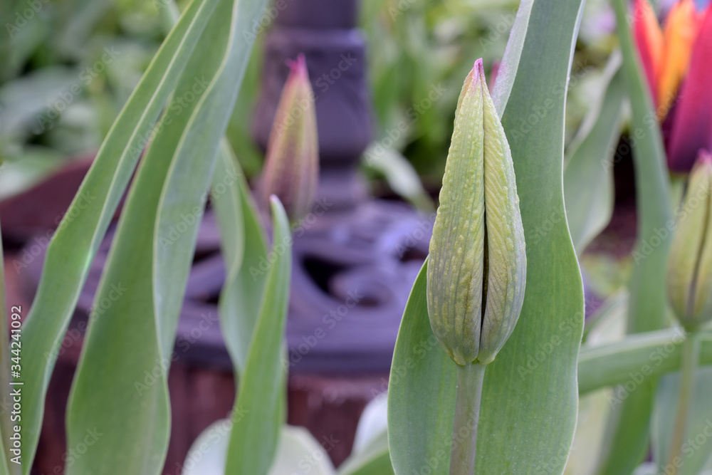 Obraz premium Tulip Maroon Tip 06