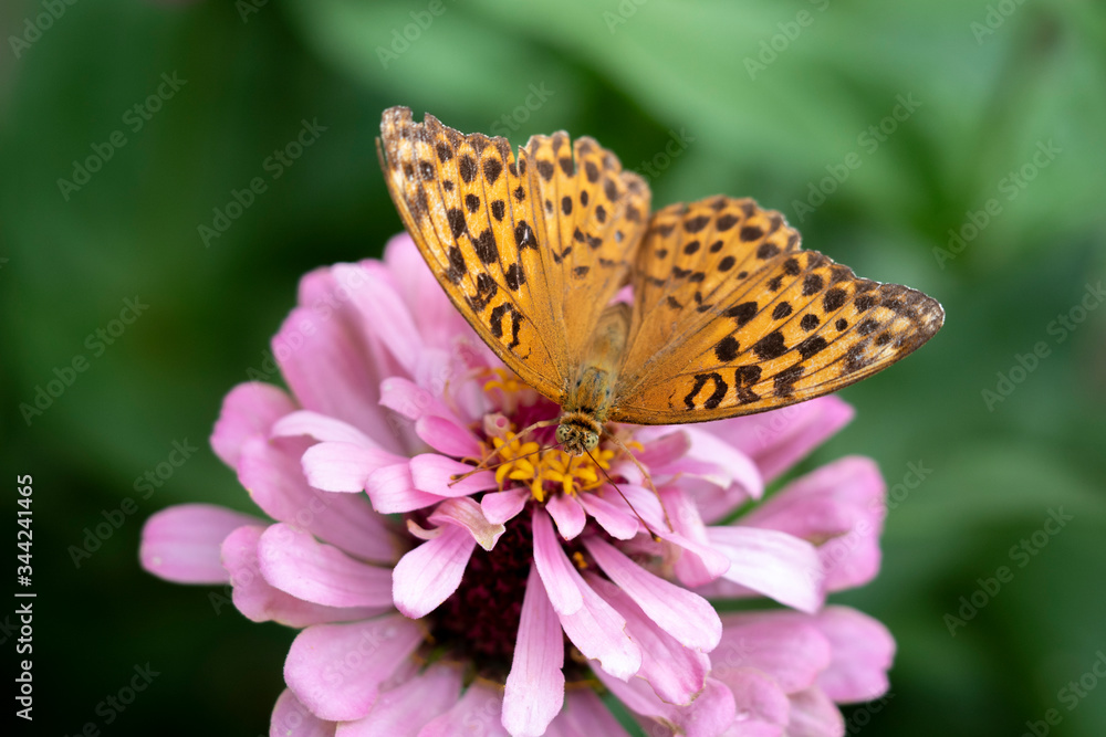 papillon papillon