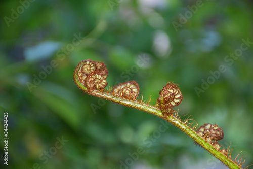 A Fern Leaf Uncurling