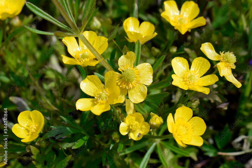 Buttercup is caustic (Ranúnculus ácris) - a perennial herbaceous plant with fibrous roots and a direct branched stem. Buttercup flowers are golden yellow up to 2 cm in diameter. Side view. Buttercup is caustic (Ranúnculus ácris) - a perennial herbaceous plant with fibrous roots and a direct branched stem. Buttercup flowers are golden yellow up to 2 cm in diameter. Side view.