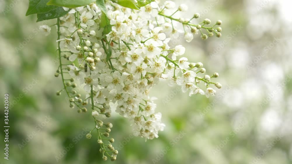 White mayday tree si blooming in spring time White mayday tree si blooming in spring time