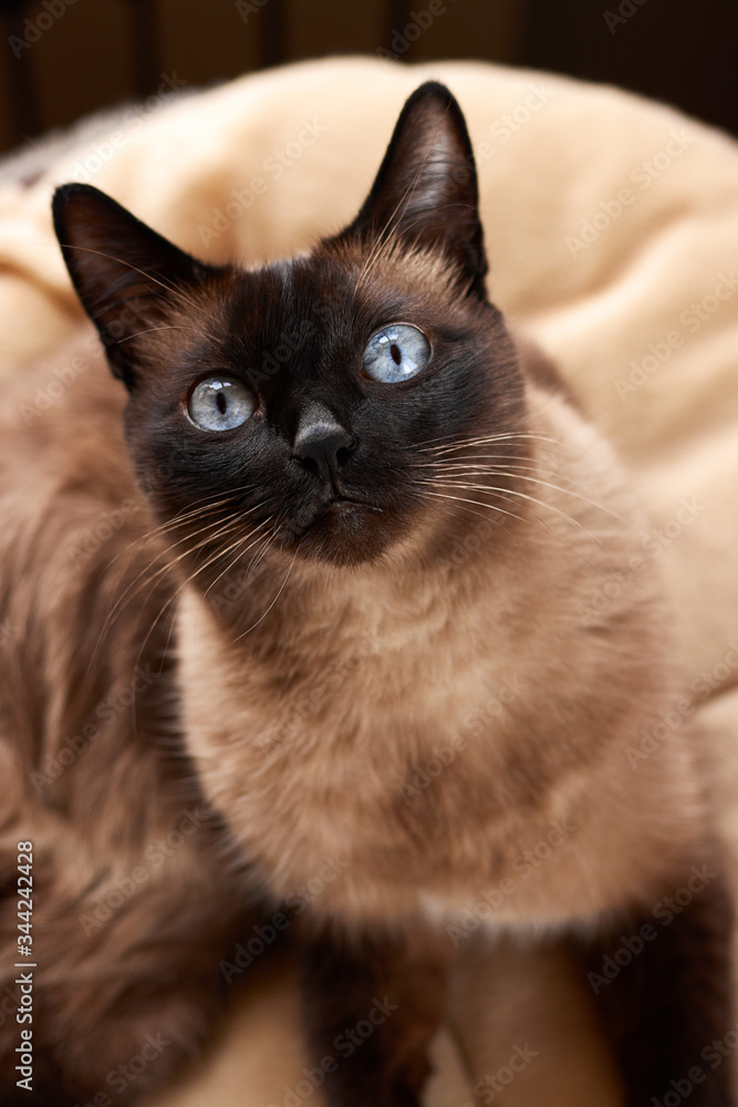 Siamese cat with big blue eyes