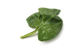 Closeup of fresh spinach leaf on white background