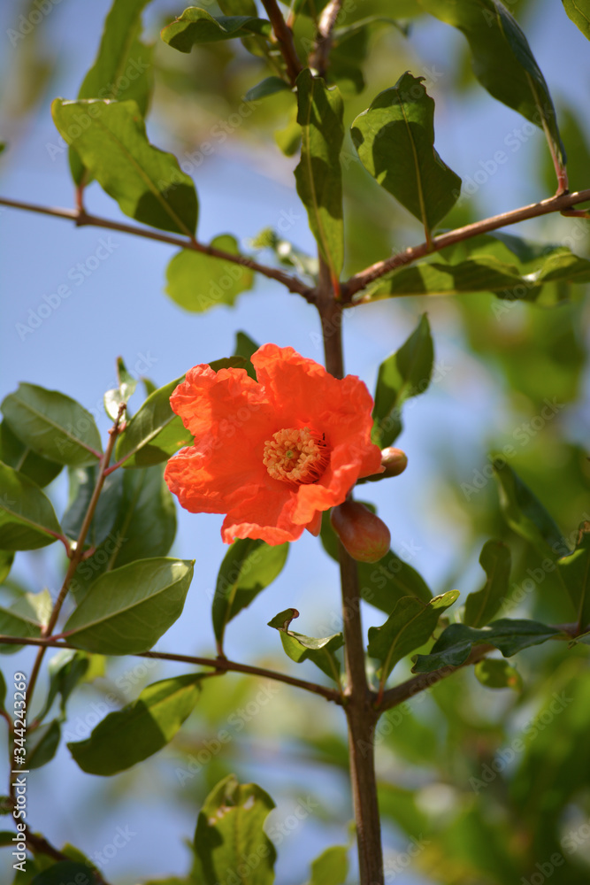 Pomegranate flowers and green leaves in nature Pomegranate flowers and green leaves in nature
