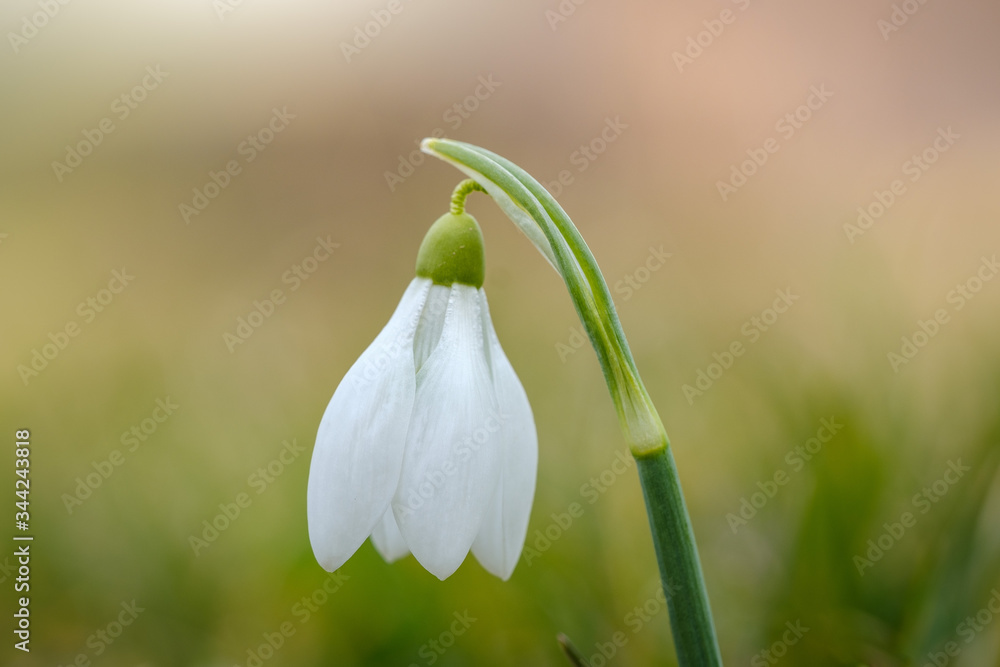 Obraz premium White snowdrop flower in spring with four petal leaves