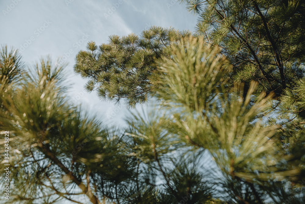 Obraz premium Detail of the fresh green branch of the pine with blurred branch in the foreground, in the spring golden afternoon sun