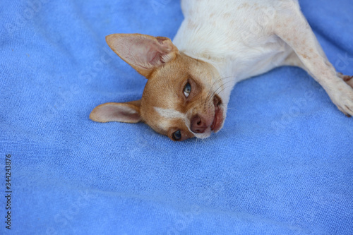 Chihuahua dog sunbathes on a beach towel.