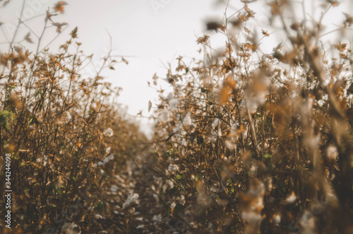 Cotton fields