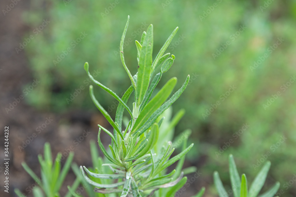 Herbal Foliage Herbal Foliage