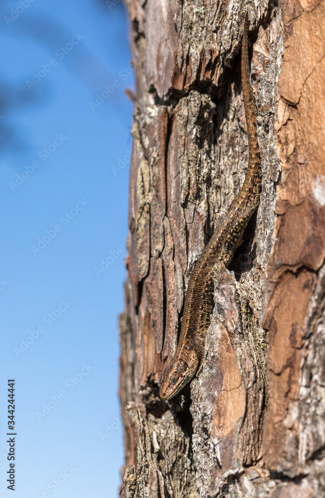 Viviparous lizard - Zootoca vivipara - sits upside down on a pine tree - Pinus sylvestris Viviparous lizard - Zootoca vivipara - sits upside down on a pine tree - Pinus sylvestris