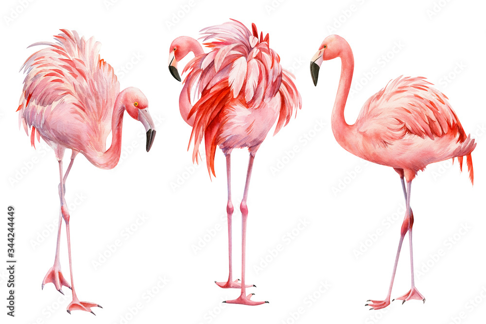 Fototapeta premium Set of pink flamingo on an isolated white background, watercolor illustration. Greeting card.