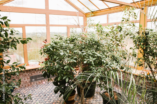 Winter garden with various plants in the house on a beautiful Sunny spring day, a great place to relax © Наталья Маяк