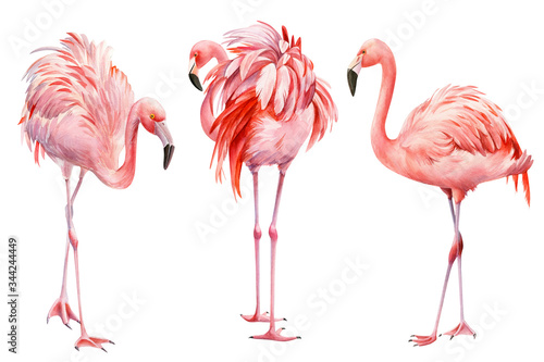 Set of pink flamingo on an isolated white background  watercolor illustration. Greeting card.
