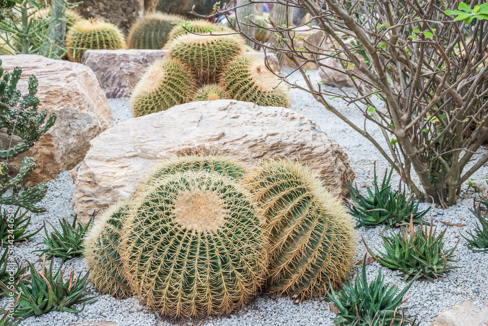 Green Golden Barrel Cactus garden. Cactus diversity in different forms and size in the garden. Cactus in nongnooch garden Pattaya, Thailand. Green Golden Barrel Cactus garden. Cactus diversity in different forms and size in the garden. Cactus in nongnooch garden Pattaya, Thailand.