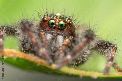 The beautiful eyes of spiders