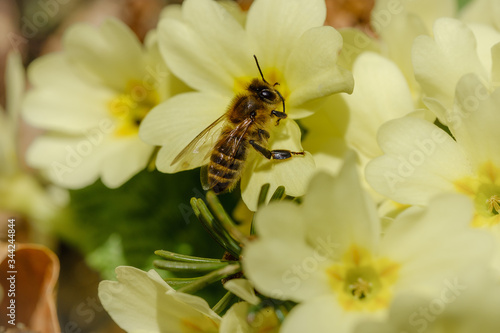 Yellow common primrose flowers in spring with a bee