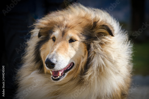 Brown and white rough collie dog