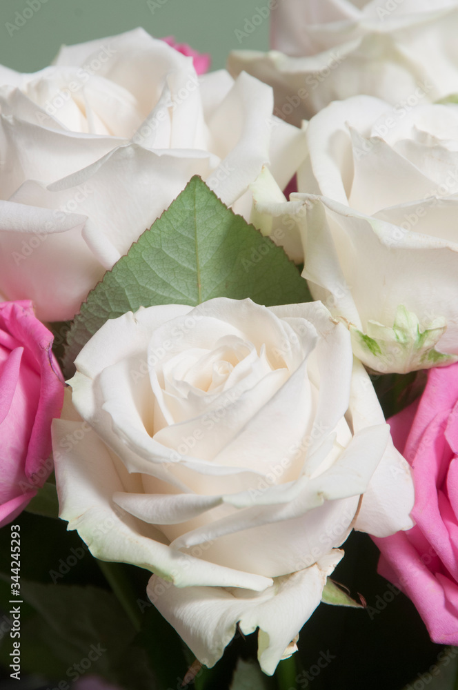 Fototapeta premium Roses posy over green background