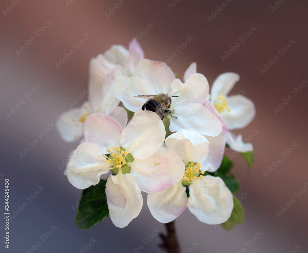 Fototapeta premium Colorful blossom on spring tree