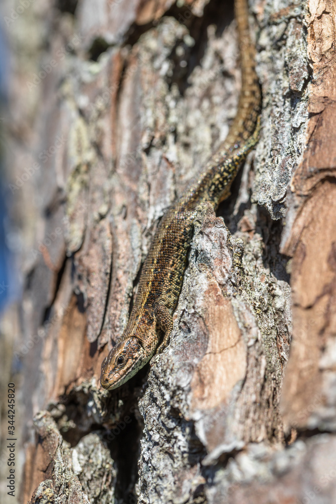 Viviparous lizard - Zootoca vivipara - sits upside down on a pine tree - Pinus sylvestris Viviparous lizard - Zootoca vivipara - sits upside down on a pine tree - Pinus sylvestris