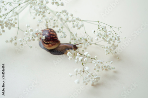 Dark brown Achatin with a spiral shell crawls among beautiful white flowers on a bright clear day. Extreme closeup macro healing mucus and anti-aging slime of Giant Snail. Concept of purity, copyspace photo