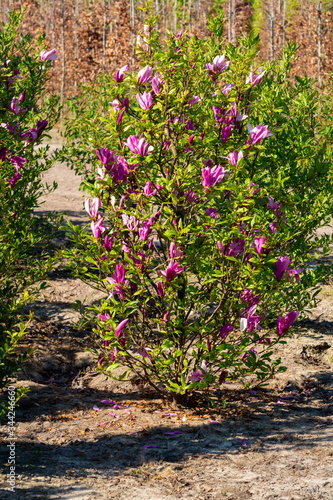 Fototapeta Naklejka Na Ścianę i Meble -  Plantation with rows of evergreen garden decorative magnolia trees with pink flowers in sunny day