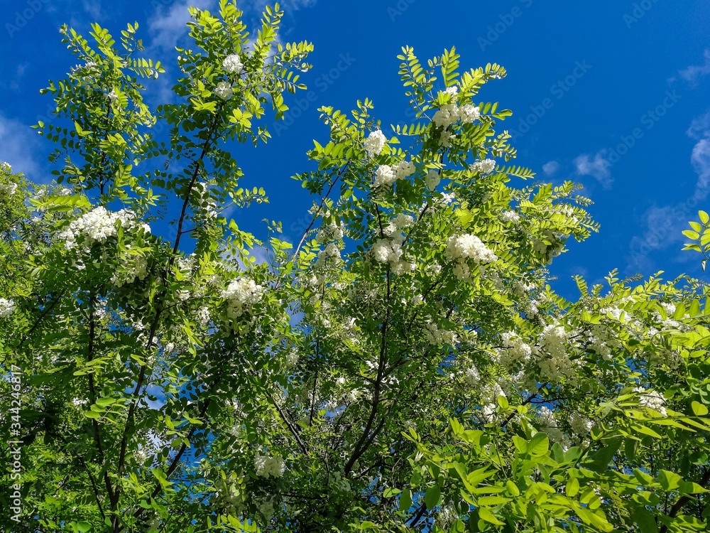Background of acacia trees with flowers Background of acacia trees with flowers