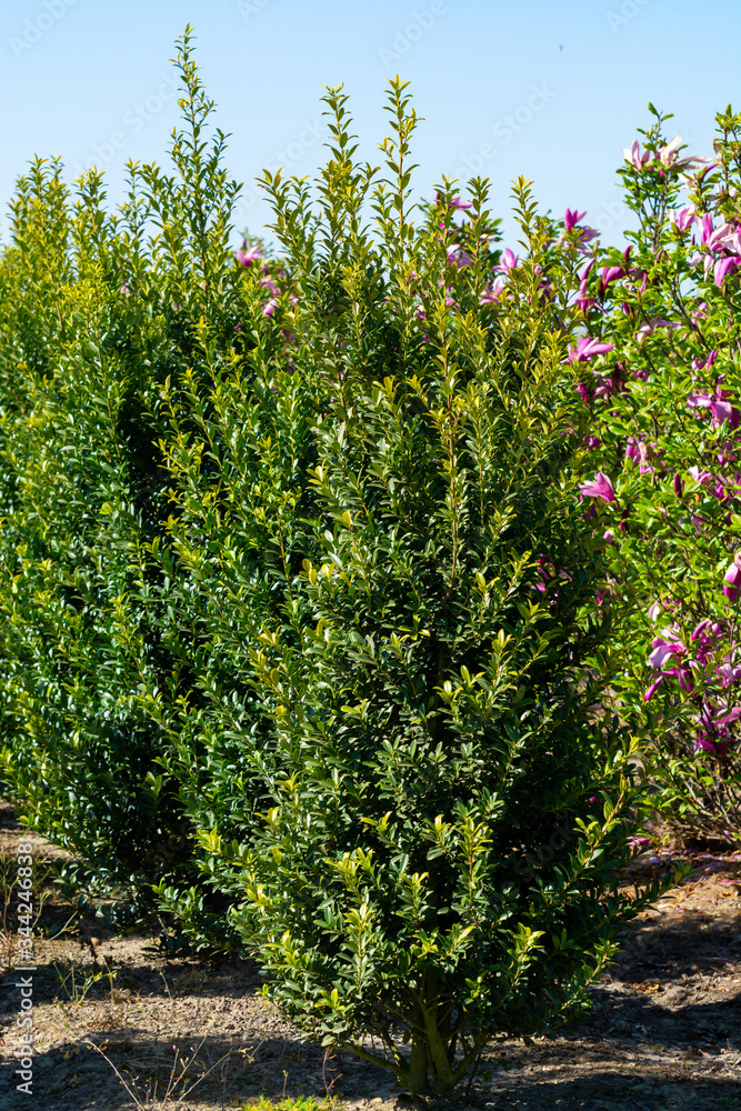 Plantation with rows of green garden decorative trees in different shapes Plantation with rows of green garden decorative trees in different shapes