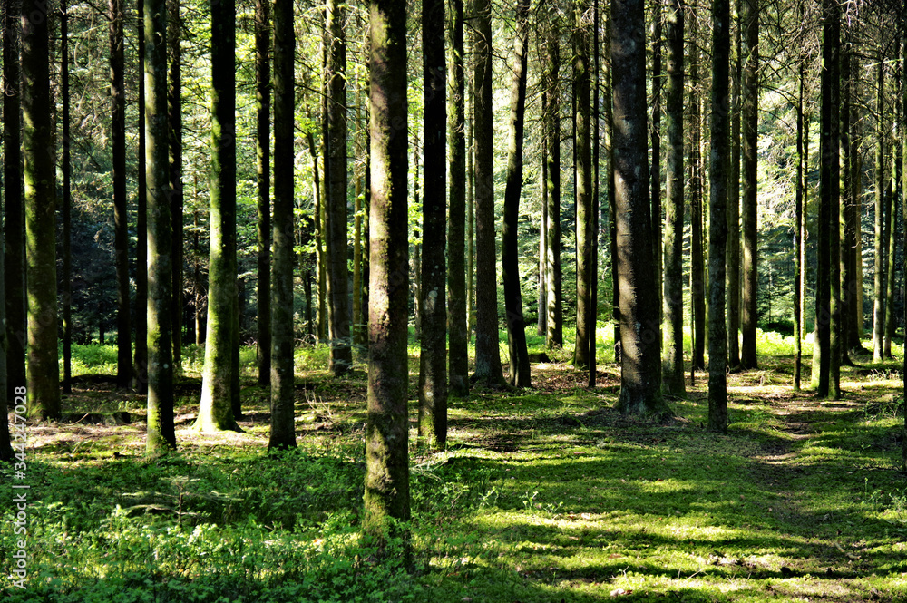 Obraz premium Der sommer im Schwarzwald