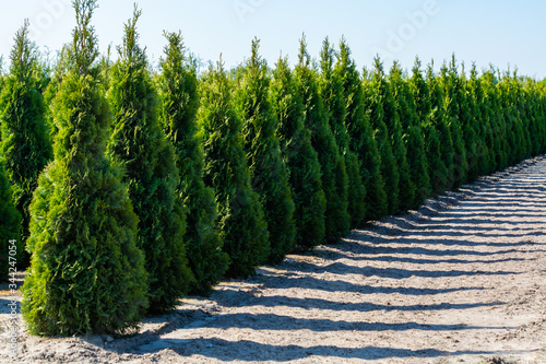 Plantation with rows of thuja, coniferum, cyprus, pine trees in different shapes photo