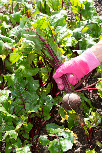 Hampshire, England, UK. 2019. Woman's hand pulling beetroot from a kitchen garden. photo