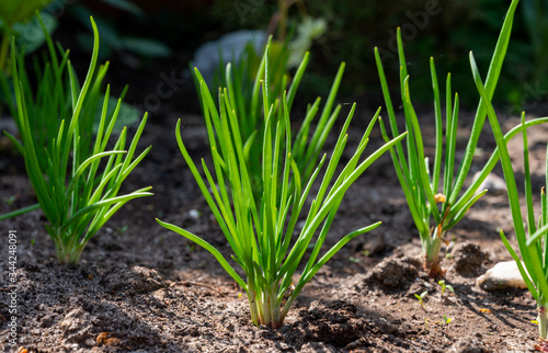 Tablou pe pânză Young shallot onion plants growing in spring garden