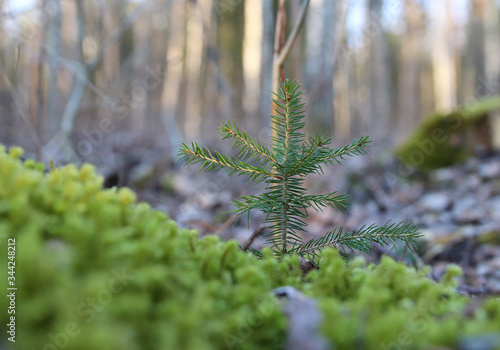 close up of a pine tree