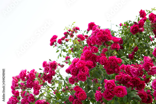 Pink climbing roses isolated. Summer background.