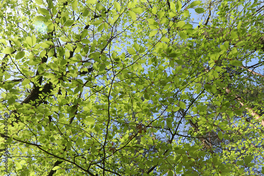 Fototapeta premium Green leaves overhead