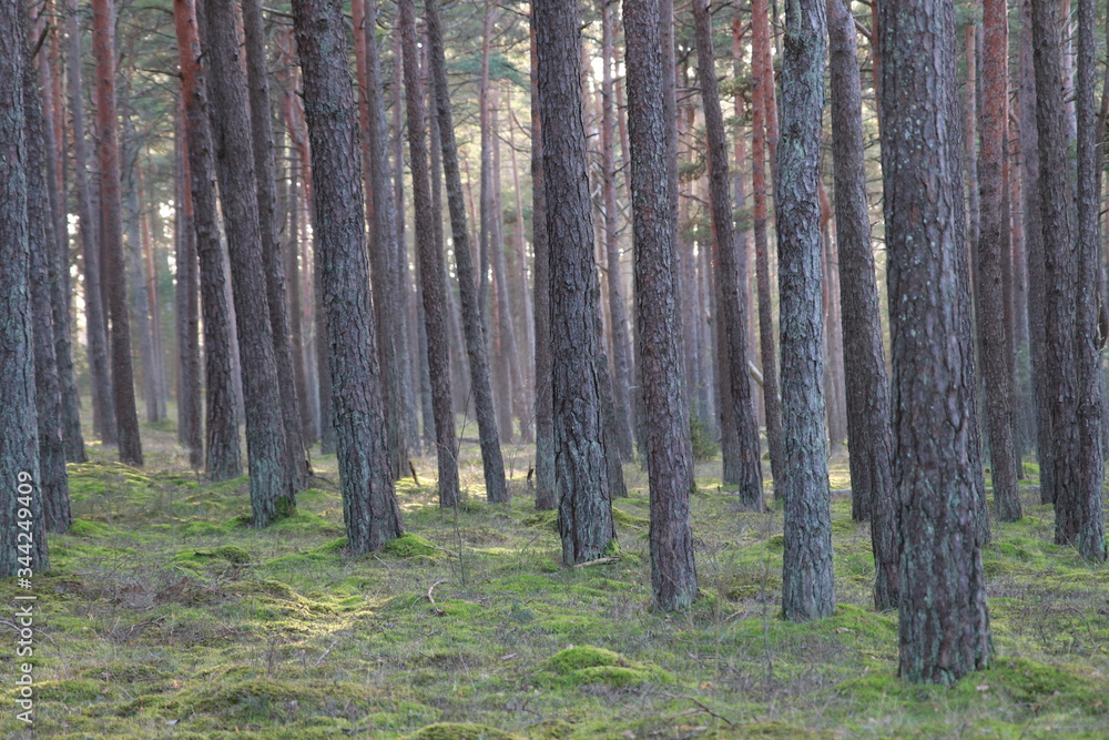 Obraz premium trees in the woods