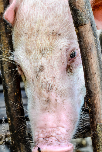piglet in a wooden cage