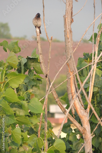 Beautiful Nightingale on a branch of tree, beautiful nature, blur, zoom, selective focus