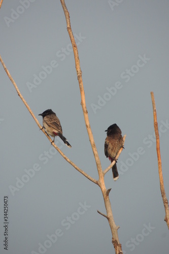 Two nightingale on a branch of tree, beautiful nature