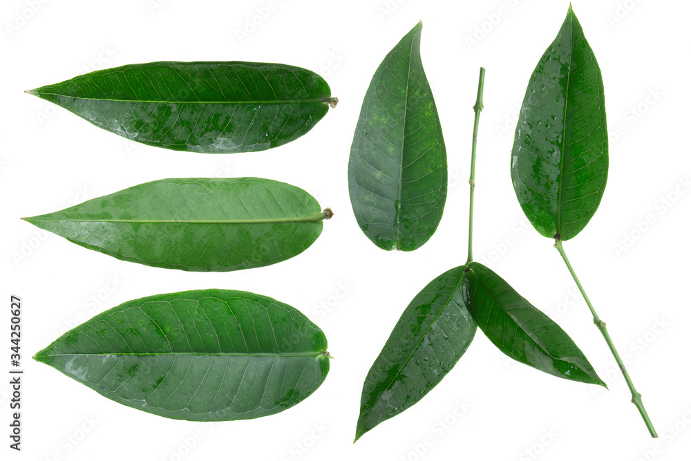 Green mango leaf isolated on white background
