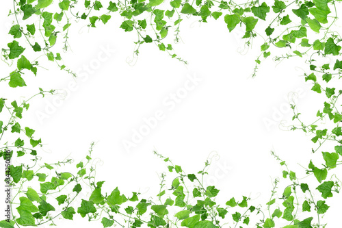 Green ivy isolated on a white background.