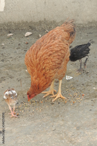 Chicken with her chicks