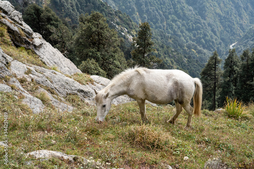 Wild horses in Dharamshala, Himachal Pradesh India