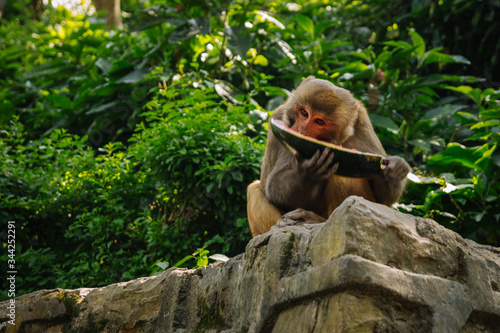 Monkey eats a watermelon in the jungle