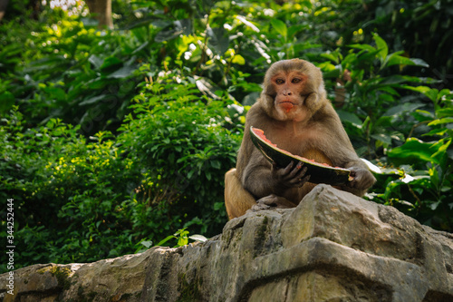 Monkey eats a watermelon in the jungle