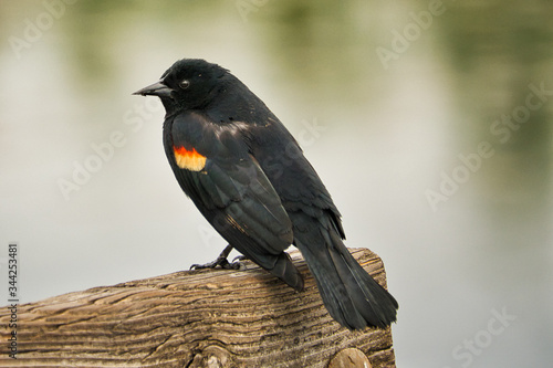  2020-02-28 A RED WINGED BLACK BIRD ON A WOODEN RAIL IN BELLEVUE WASHINGTON