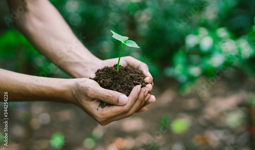 Close up human hands holding a young plant in soil 